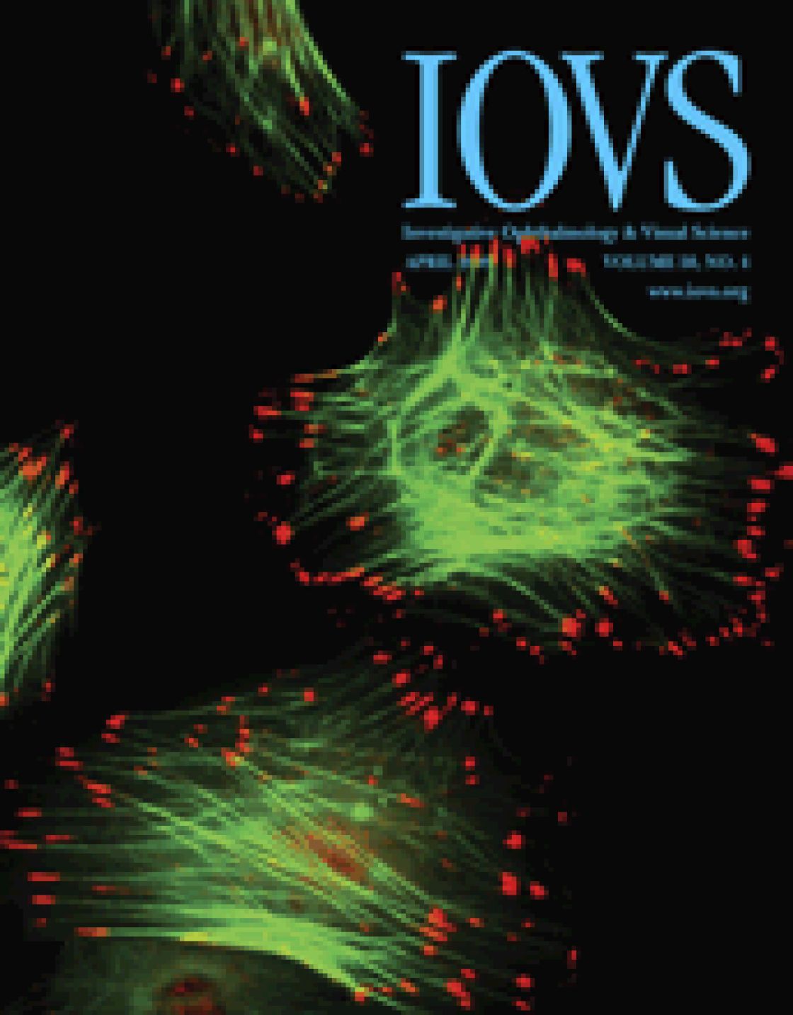 Association of optic disc size with development and prognosis of Leber's hereditary optic neuropathy